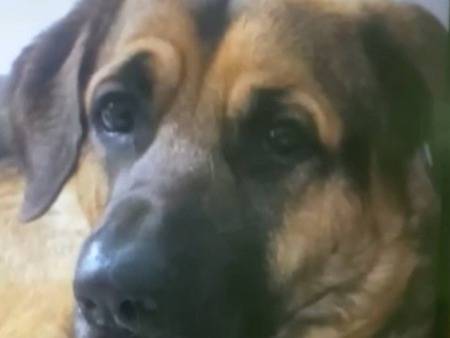 Adotta un cane, taglia gigante, maschio, Palermo