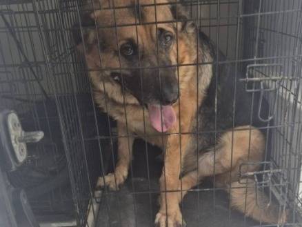 Vuoi adottare un cane a Palermo?