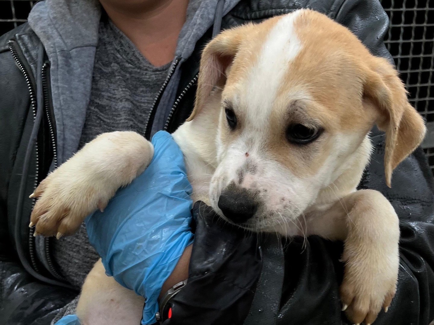 Adozione cane, maschio, Razza sconosciuta Razza sconosciuta, 2 mesi, taglia media, Latina