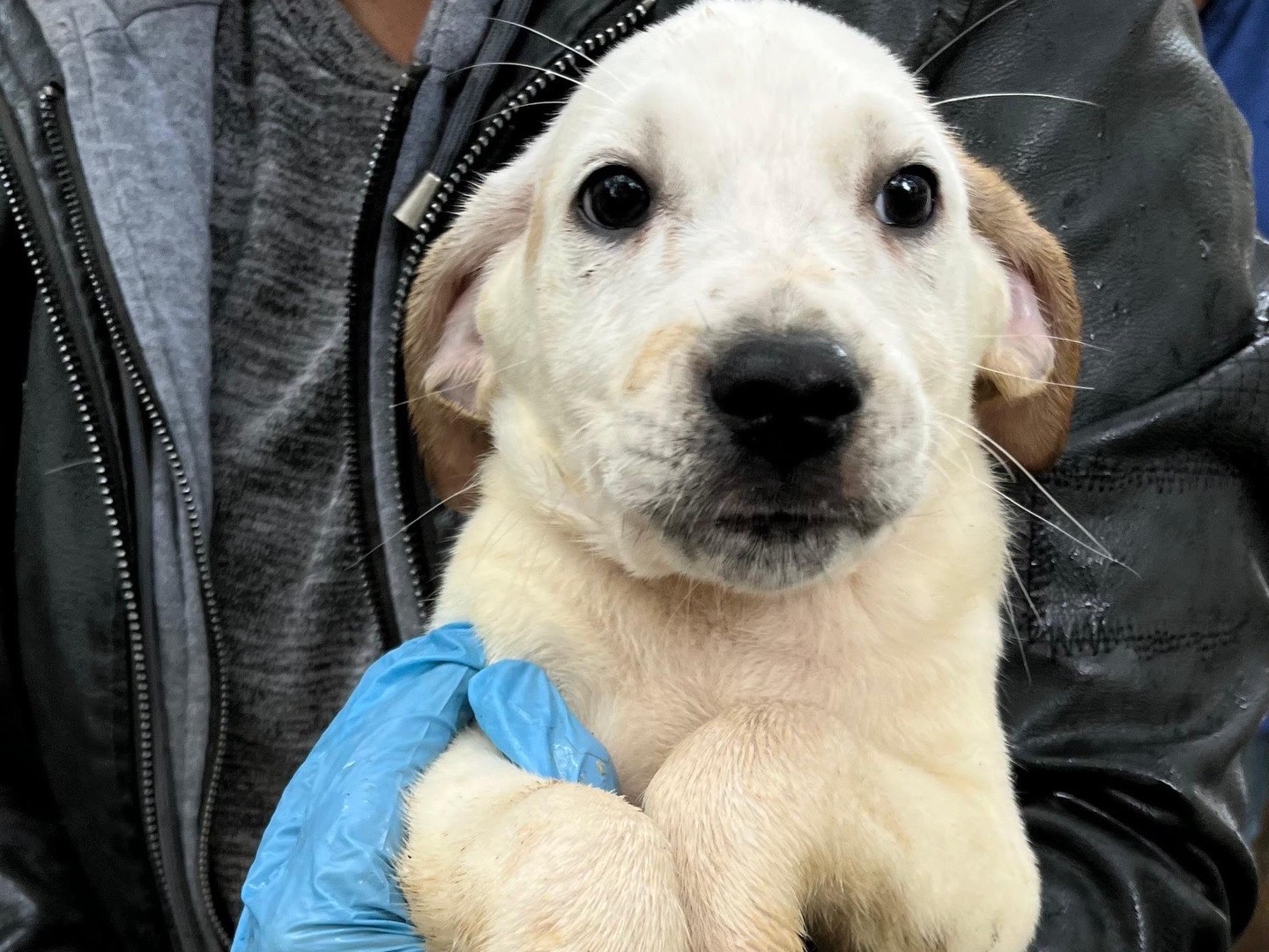 Adozione cane, maschio, Razza sconosciuta Razza sconosciuta, 2 mesi, taglia media, Latina