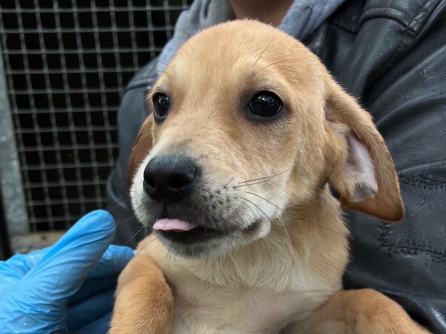 Adozione cane, femmina, Razza sconosciuta Razza sconosciuta, 2 mesi, taglia media, Latina