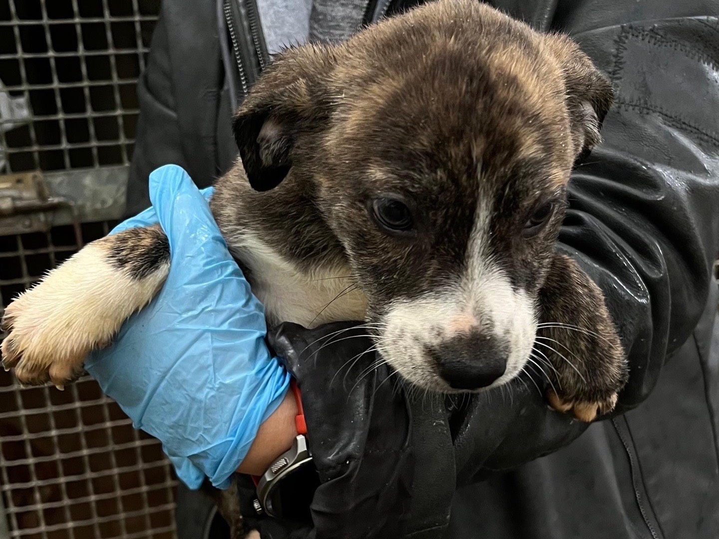 Adozione cane, femmina, Razza sconosciuta Razza sconosciuta, 2 mesi, taglia media, Latina