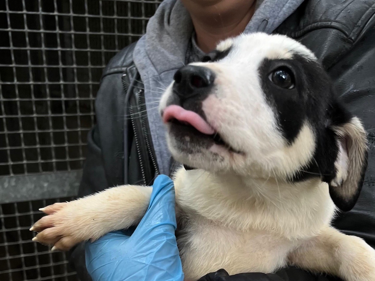Adozione cane, femmina, Razza sconosciuta Razza sconosciuta, 2 mesi, taglia media, Latina
