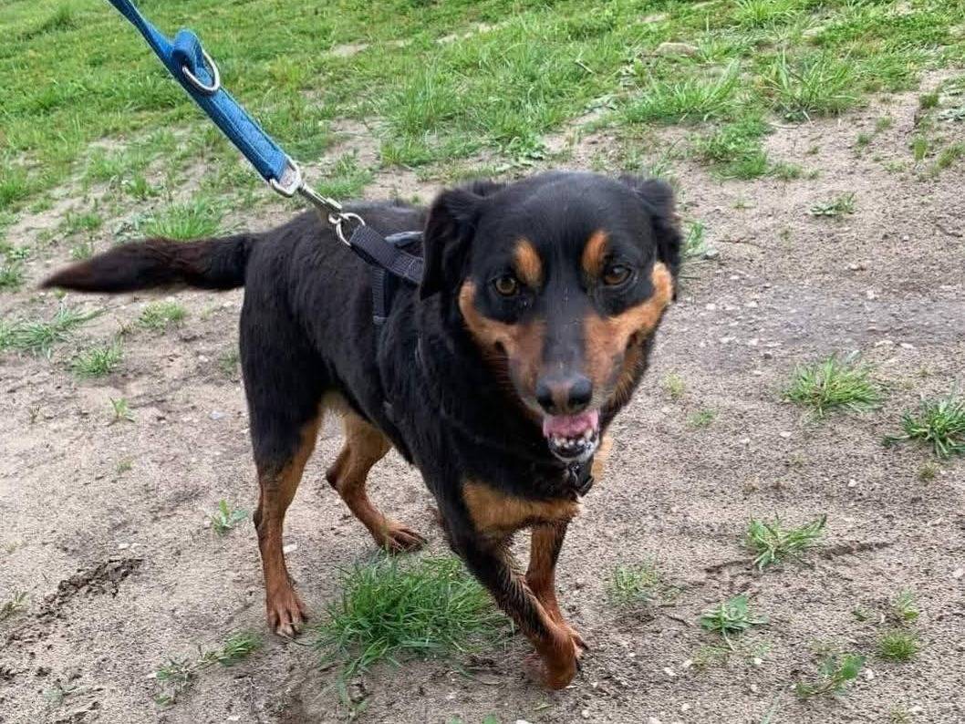 Adotta il cane MORK a Caserta