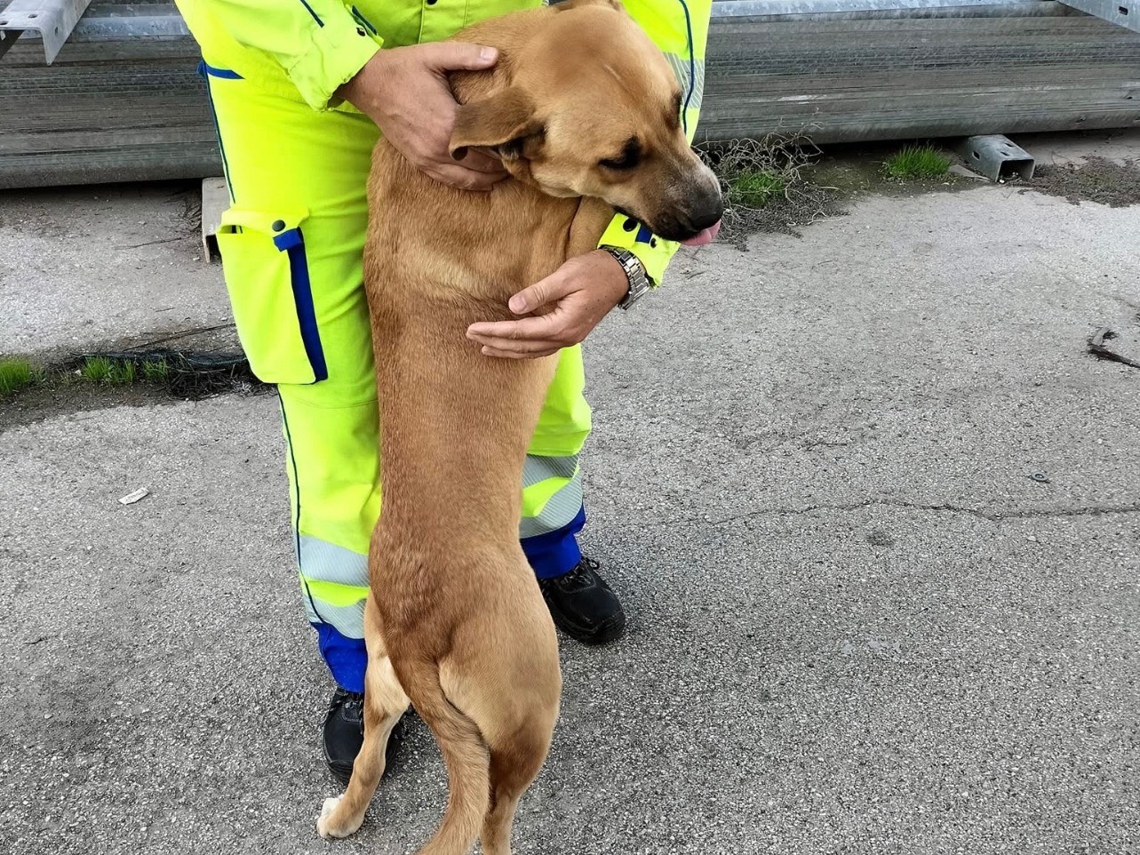 Adozione cane, femmina, Razza sconosciuta Razza sconosciuta, 1 anno e 3 mesi, taglia media, Barletta