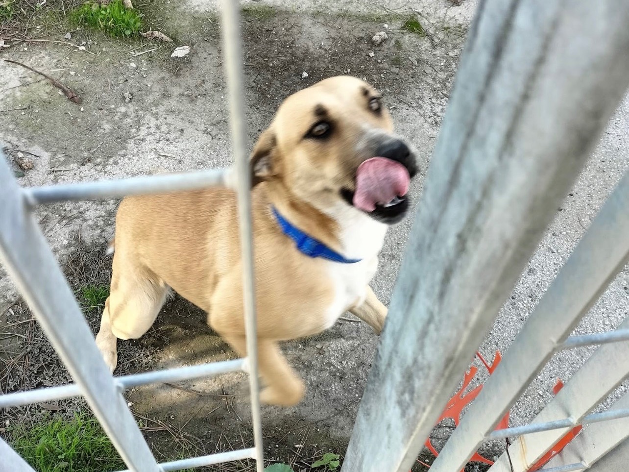 Adotta un cane, taglia media, femmina, Barletta