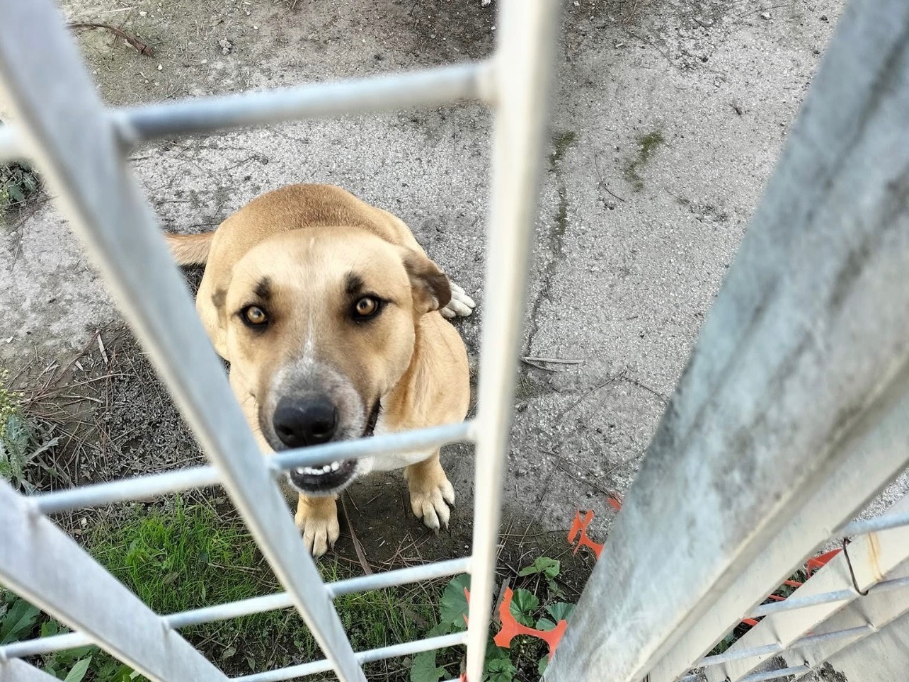 Vuoi adottare un cane a Barletta?