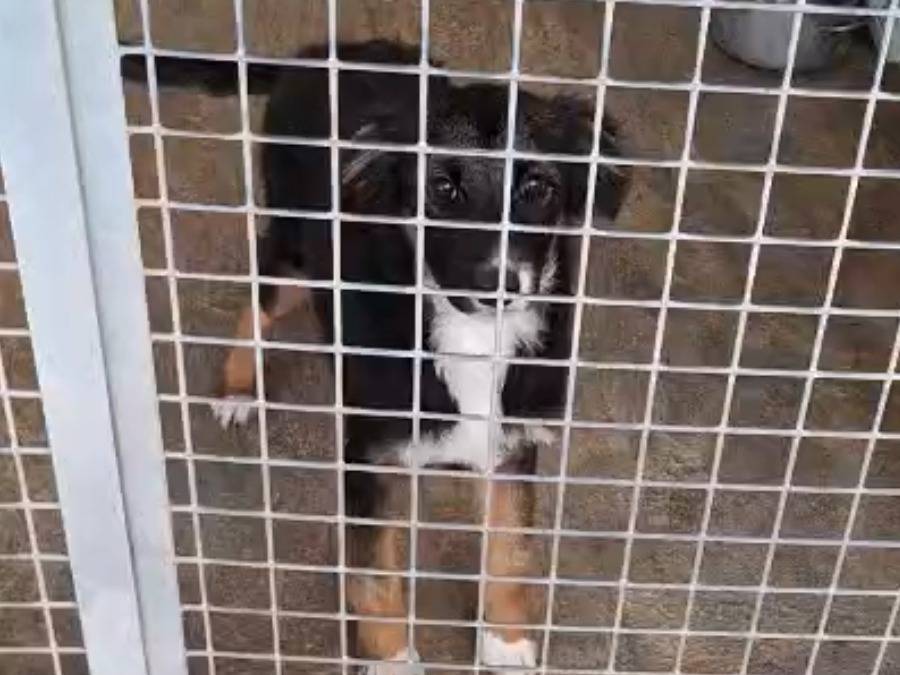 Adozione cane, maschio, Razza sconosciuta Razza sconosciuta, 4 mesi, taglia grande, Potenza