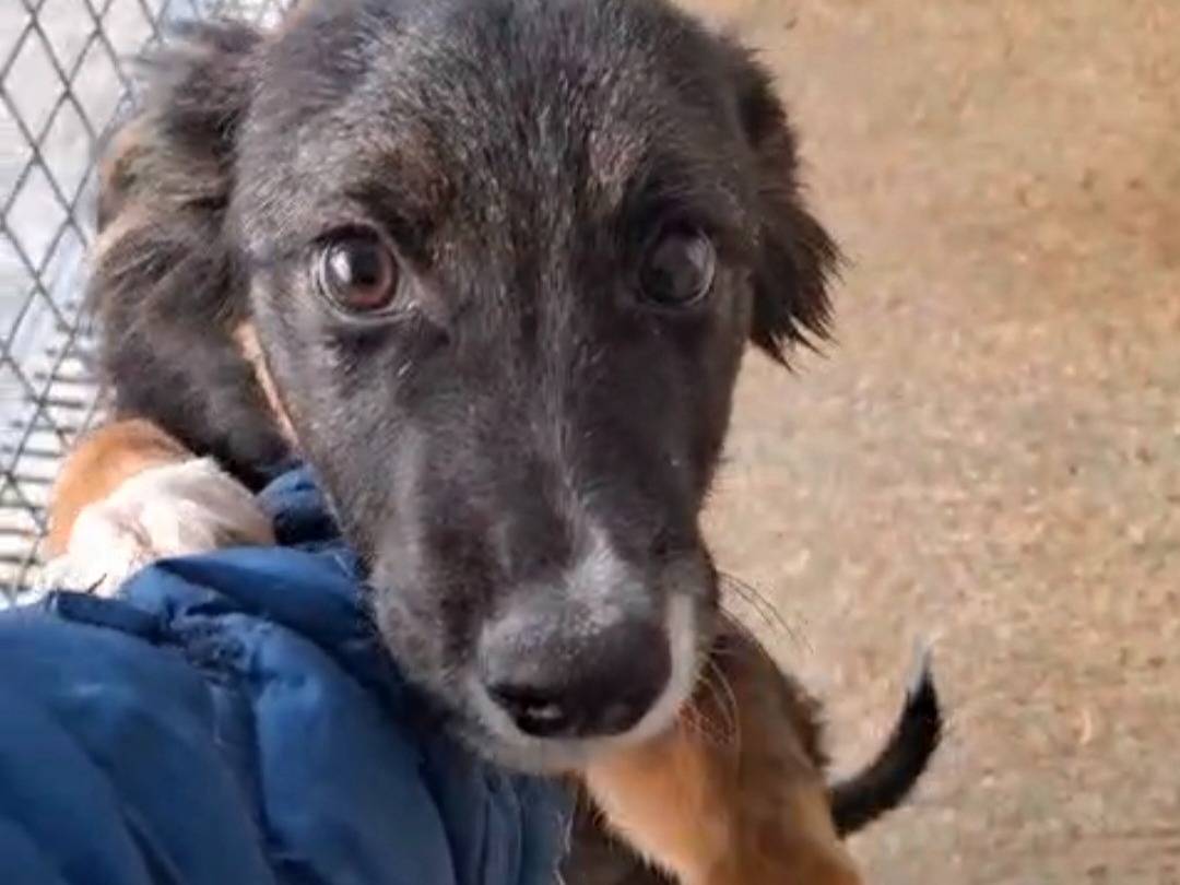 Adotta un cane, maschio, 4 mesi, Potenza