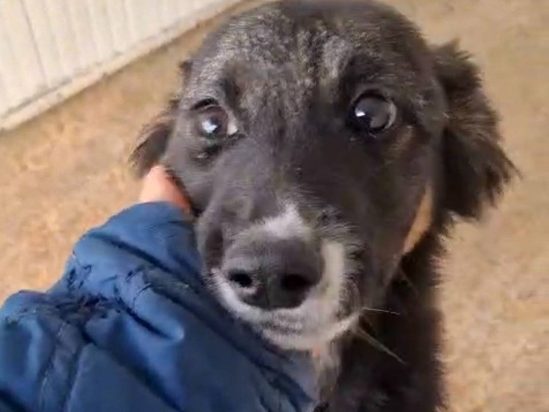 Adotta un cane, taglia grande, maschio, Potenza