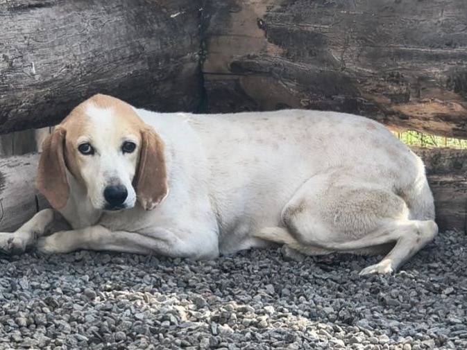 Adozione cane, femmina, Segugio Razza sconosciuta, 11 anni e 5 mesi, taglia media, Crotone