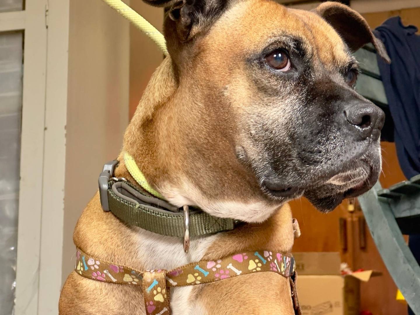 Adotta un cane, femmina, 9 anni e 1 mese, Roma