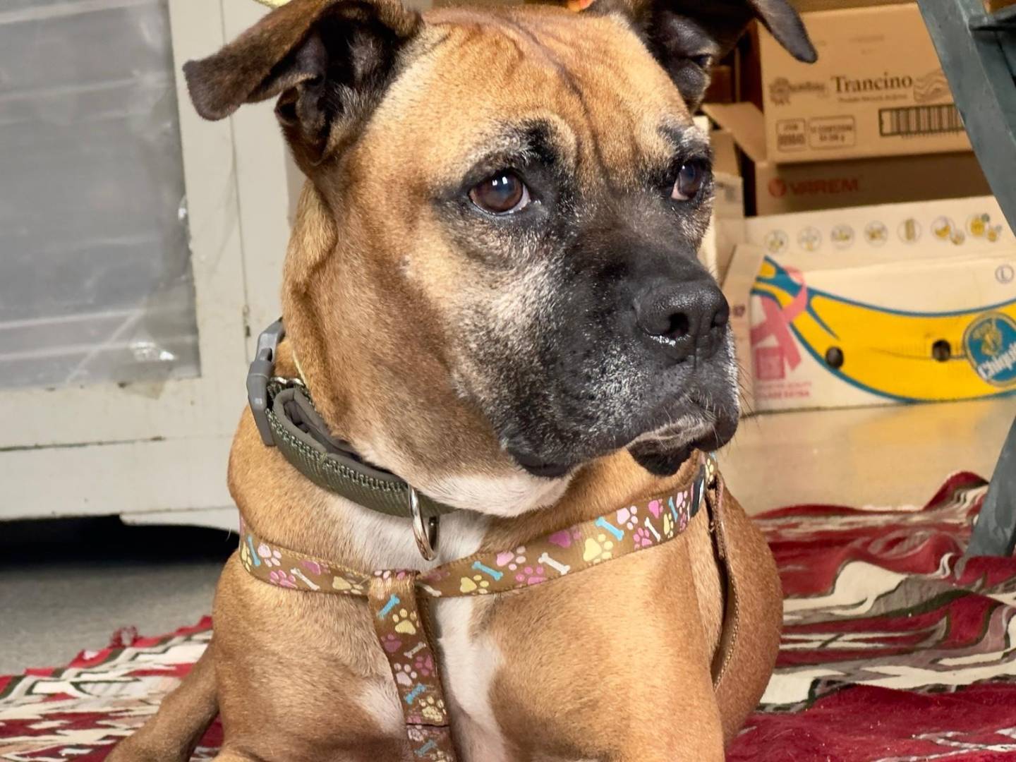 Adotta un cane, taglia media, femmina, Roma