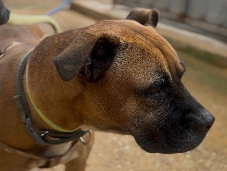 Vuoi adottare un cane a Roma?