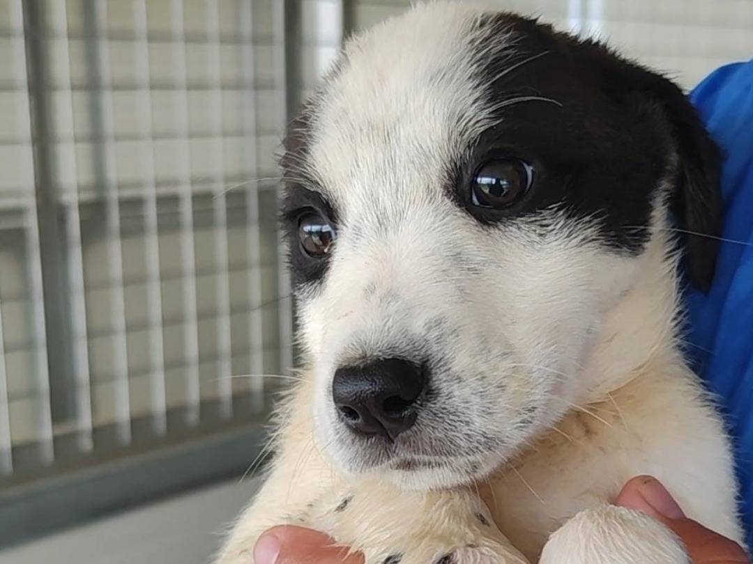 Adozione cane, femmina, Razza sconosciuta Razza sconosciuta, 1 mesi, taglia media contenuta, Trapani