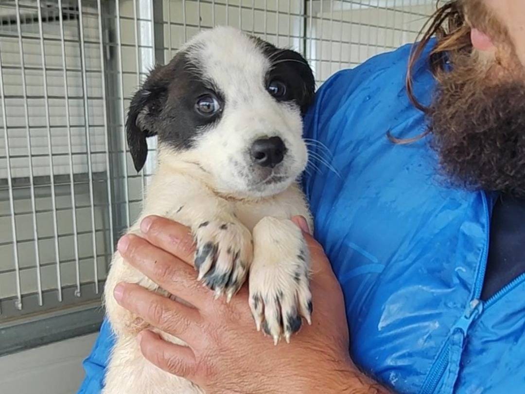Adotta un cane, femmina, 1 mesi, Trapani