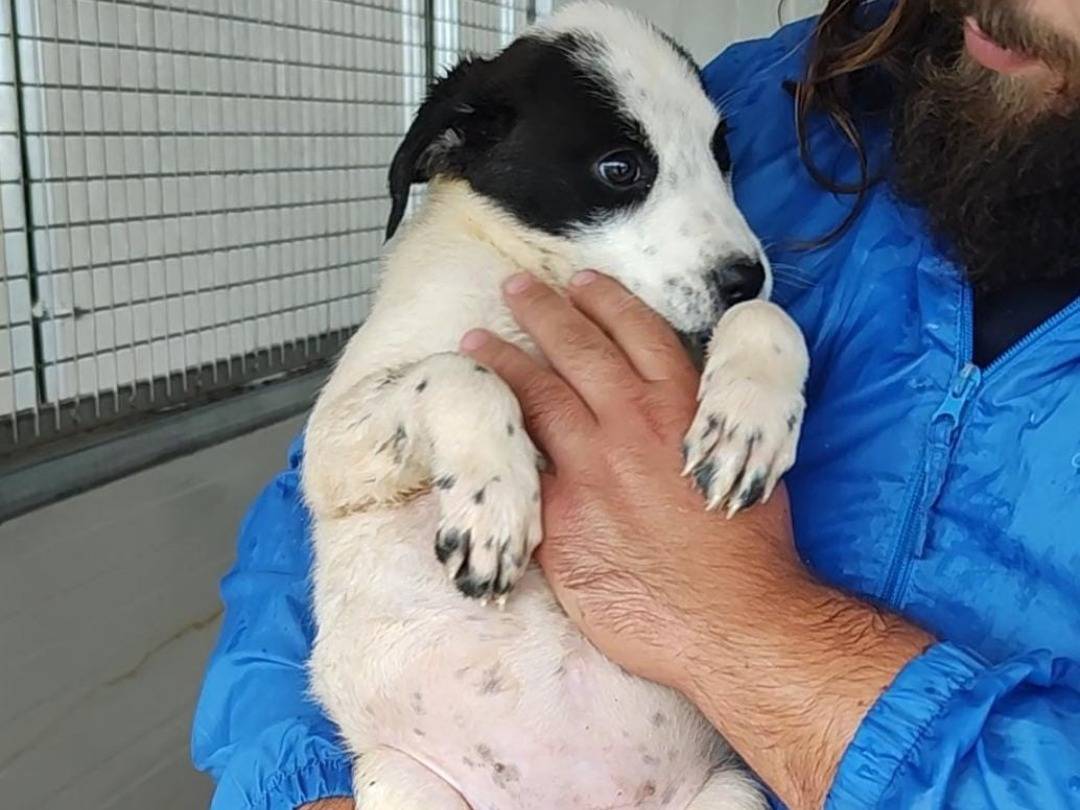 Adotta un cane, taglia media contenuta, femmina, Trapani