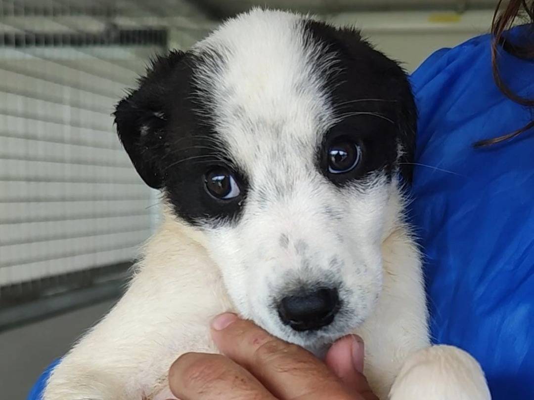 Vuoi adottare un cane a Trapani?