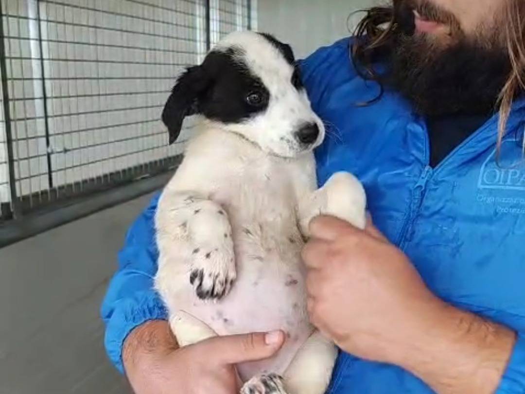 Adotta il cane Pollon a Trapani