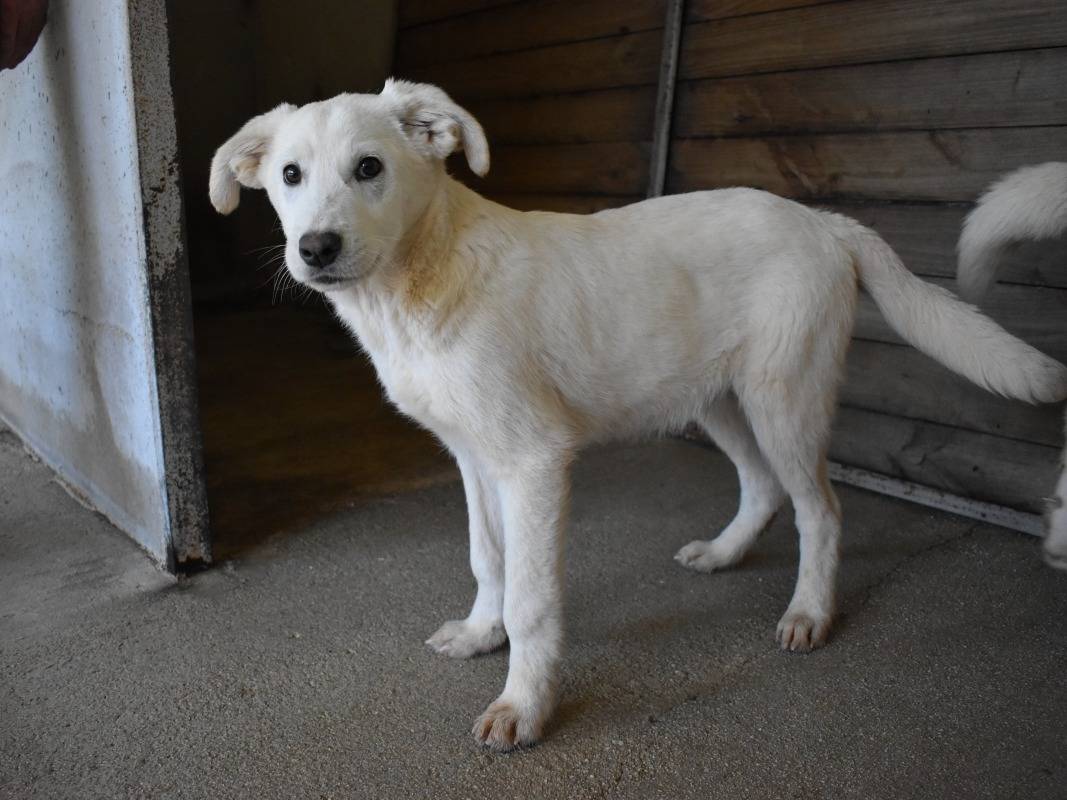 Adozione cane, maschio, Pastore maremmano Razza sconosciuta, 5 mesi, taglia media, Roma