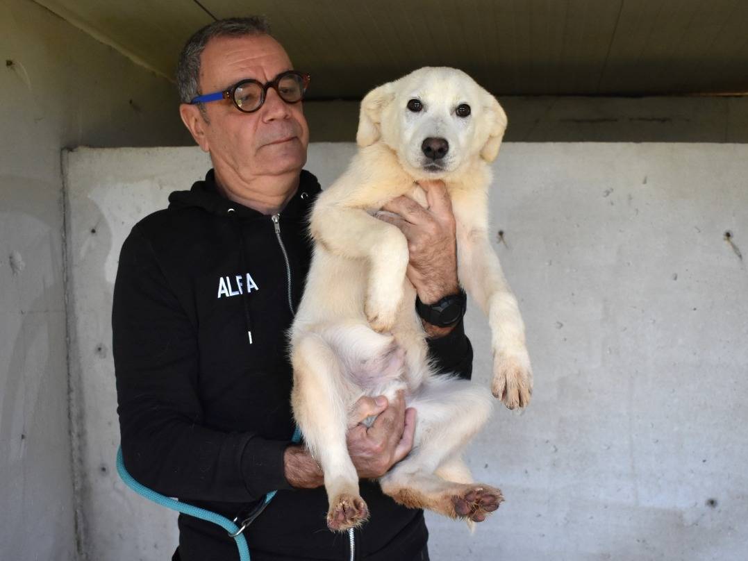 Vuoi adottare un cane a Roma?