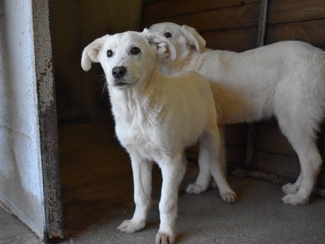 Adotta il cane Roderico a Roma