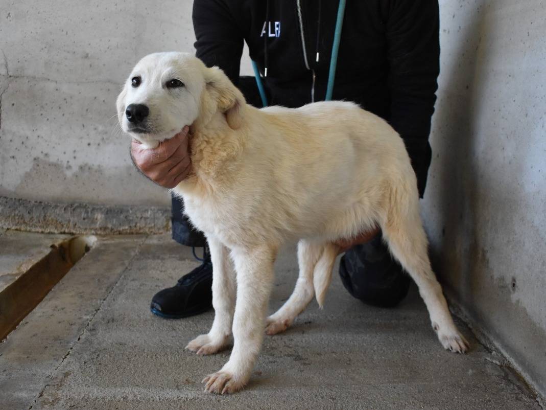 Adozione cane, maschio, Pastore maremmano Razza sconosciuta, 5 mesi, taglia media, Roma