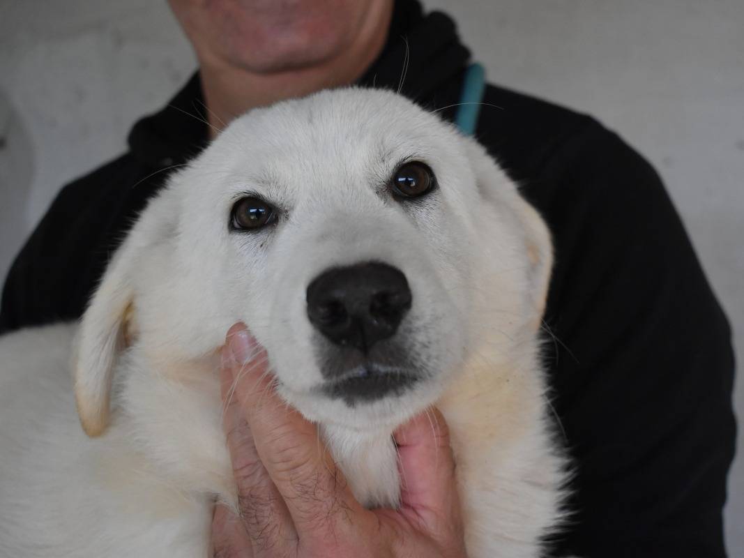 Adotta un cane, maschio, 5 mesi, Roma