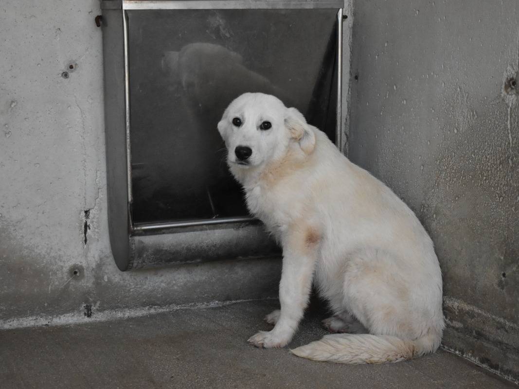 Adotta un cane, taglia media, maschio, Roma
