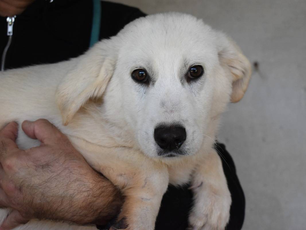 Vuoi adottare un cane a Roma?