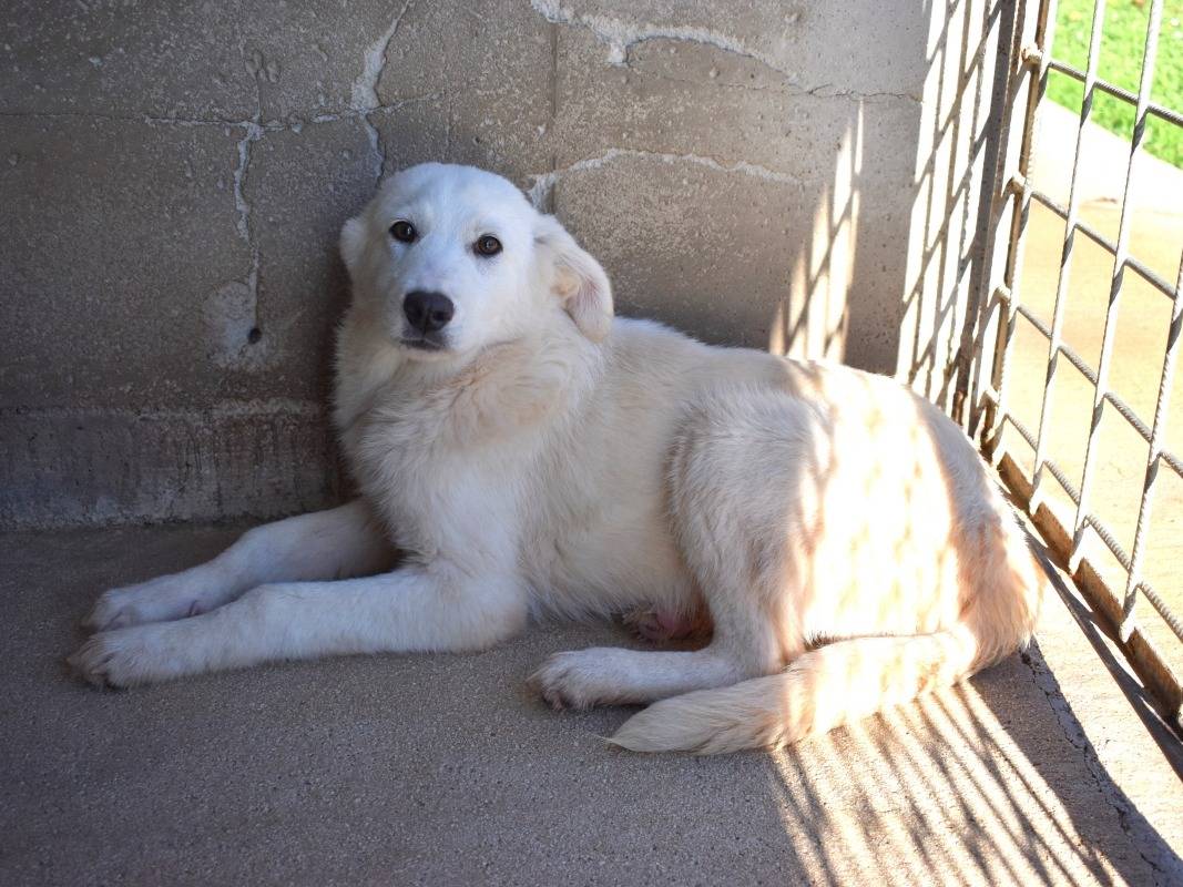 Adotta il cane Ryther a Roma