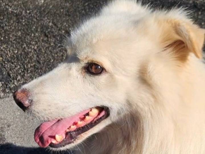 Adotta un cane, maschio, 4 anni e 5 mesi, Novara