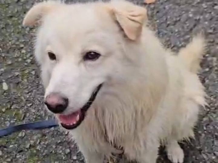 Adotta un cane, taglia media, maschio, Novara