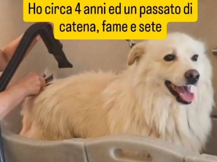 Vuoi adottare un cane a Novara?