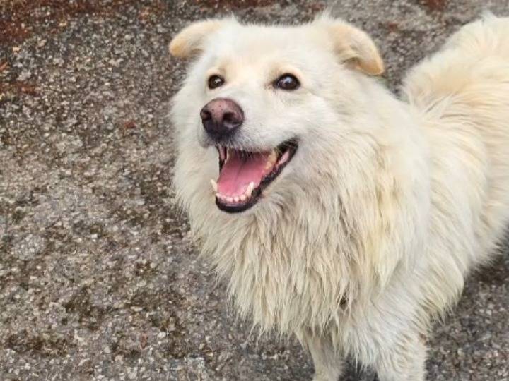 Adotta il cane Barny a Novara