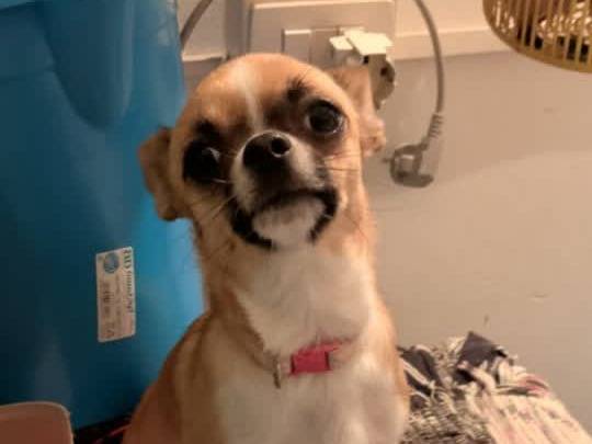 Adozione cane, femmina, Chihuahua Razza sconosciuta, 1 anno, taglia piccola, Padova