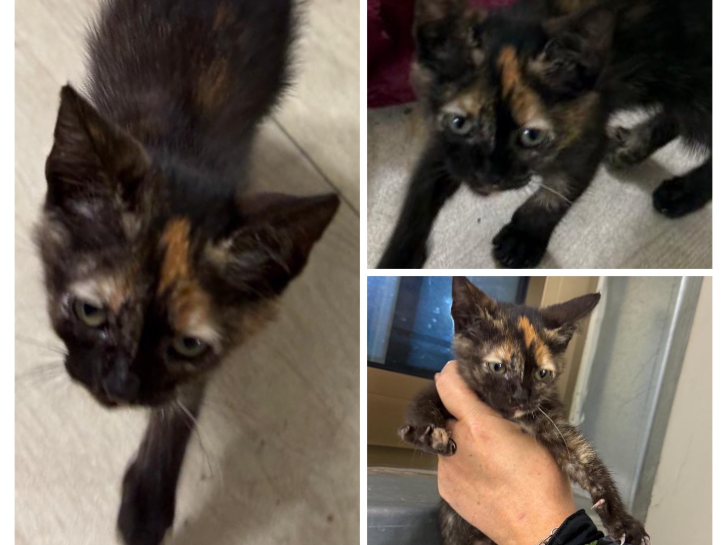 Adozione gatto, femmina, Razza sconosciuta Razza sconosciuta, 1 mesi, taglia non valida, Napoli