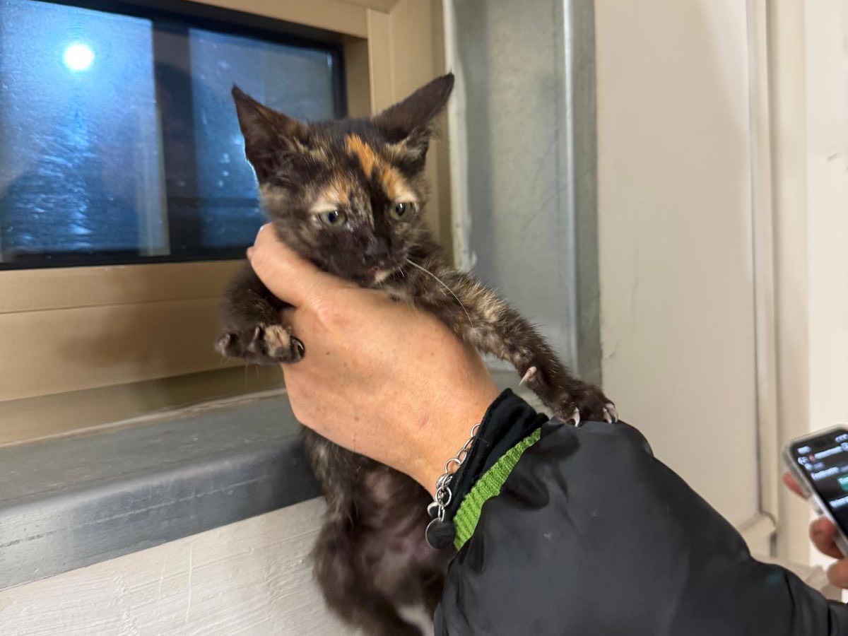 Adotta un gatto, femmina, 1 mesi, Napoli