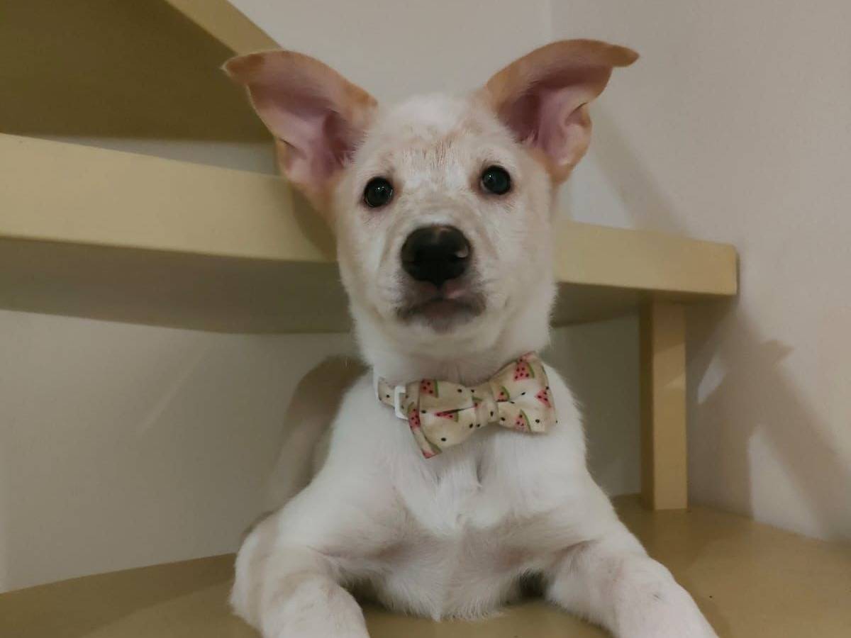 Adozione cane, femmina, Razza sconosciuta Razza sconosciuta, 2 mesi, taglia media, Bari