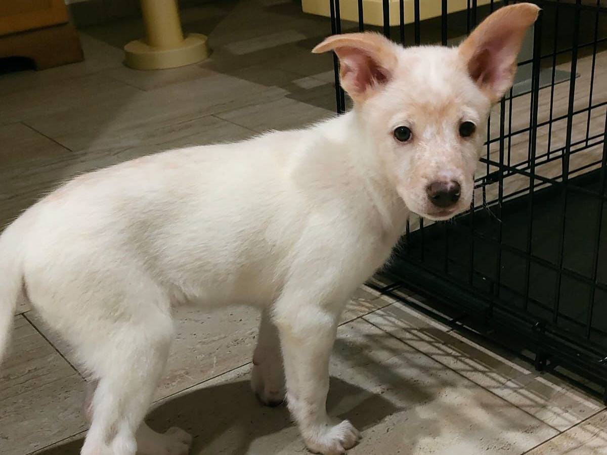 Adotta un cane, femmina, 2 mesi, Bari