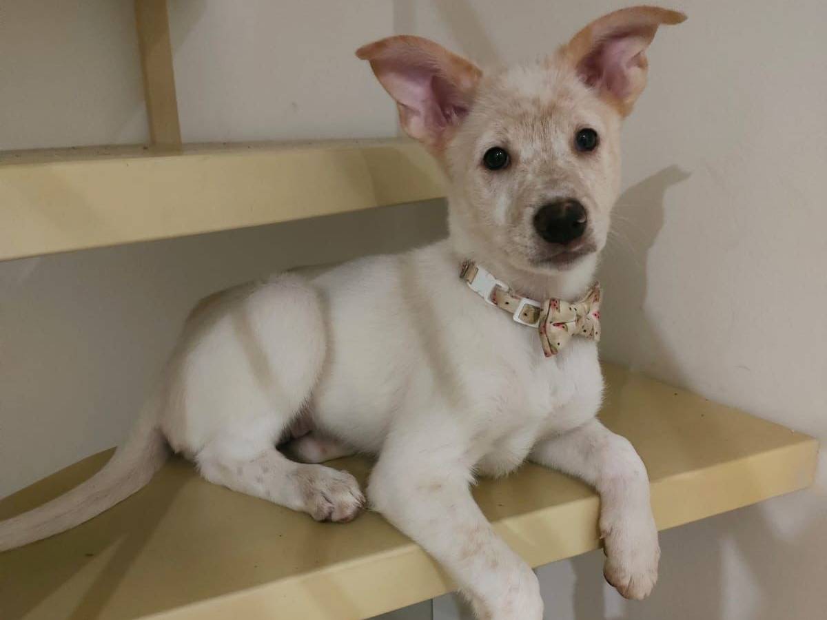 Adotta un cane, taglia media, femmina, Bari