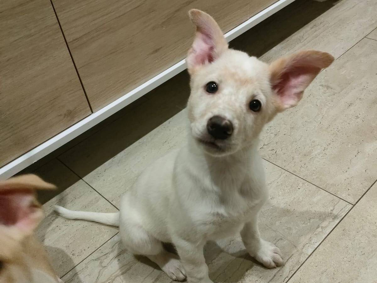 Vuoi adottare un cane a Bari?