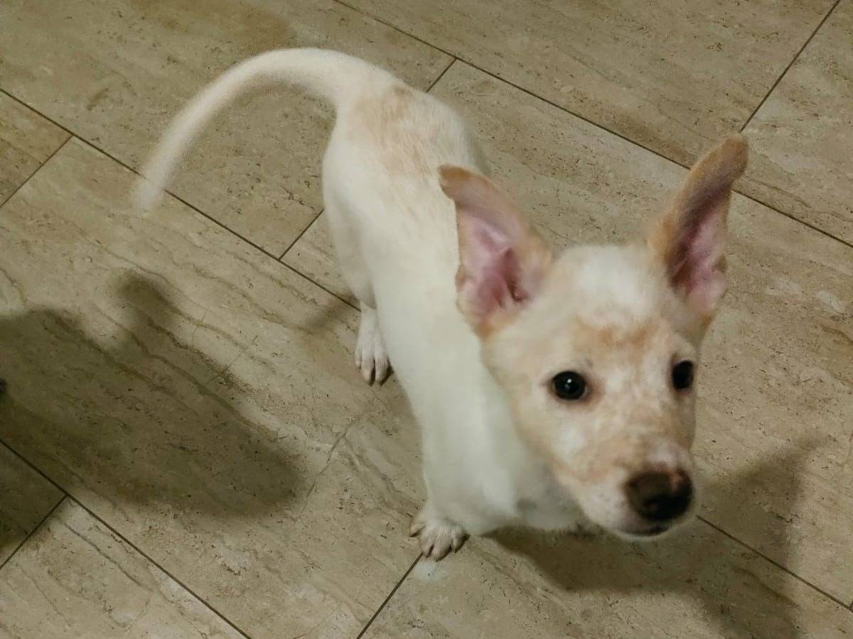 Adotta il cane PIG a Bari