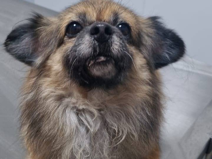 Adozione cane, femmina, Razza sconosciuta Razza sconosciuta, 4 anni e 10 mesi, taglia piccola, Milano