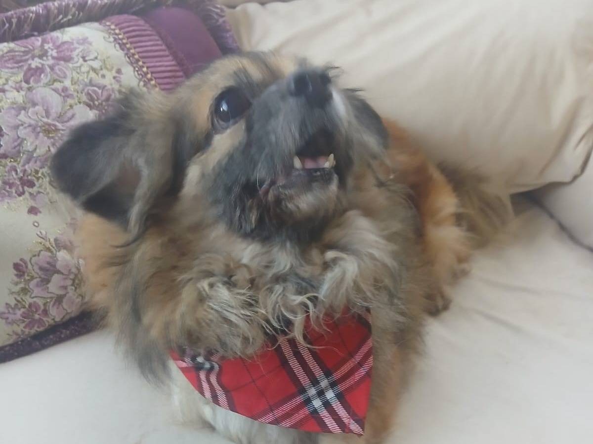 Adotta un cane, femmina, 4 anni e 10 mesi, Milano