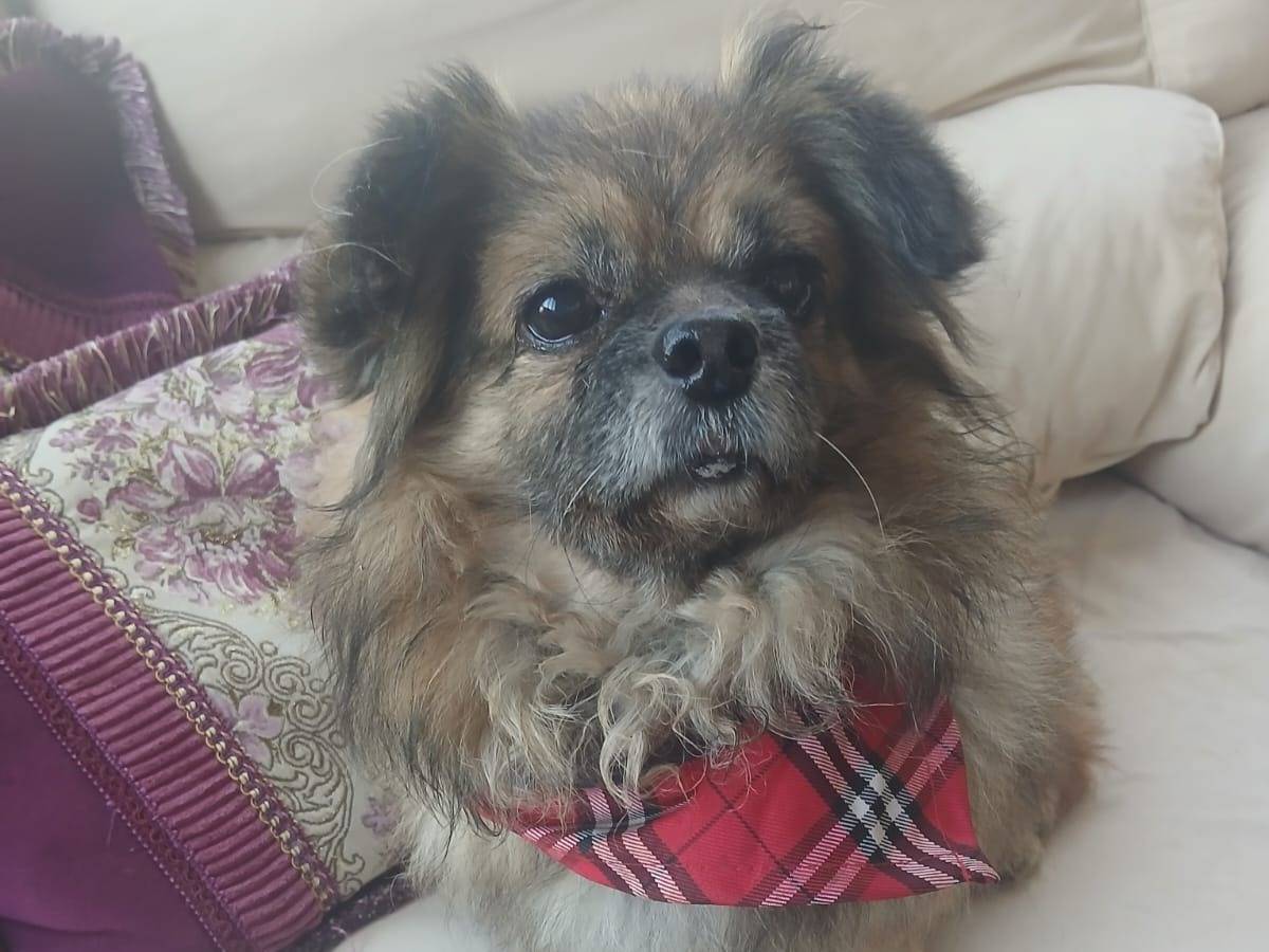 Adotta un cane, taglia piccola, femmina, Milano