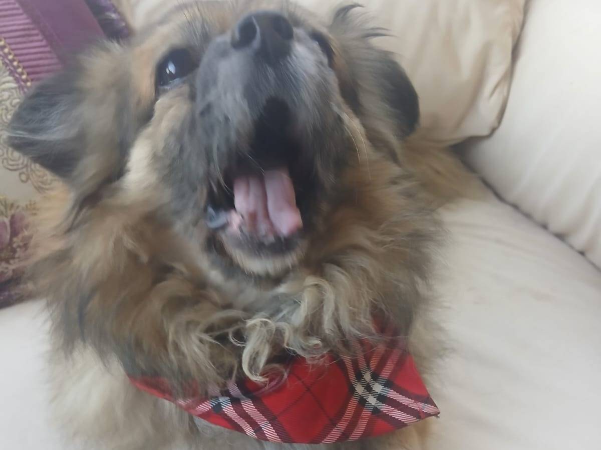 Vuoi adottare un cane a Milano?