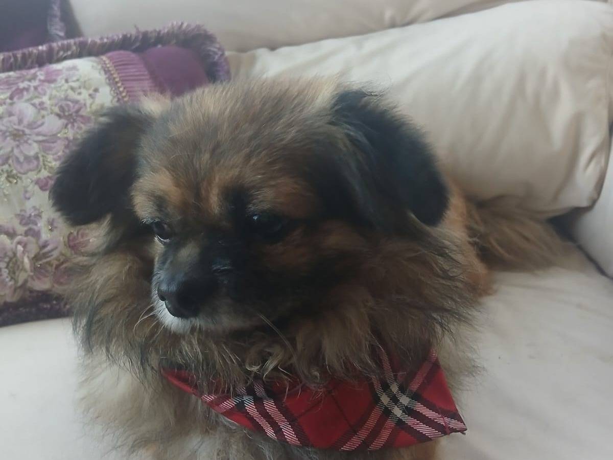 Adotta il cane Peggy a Milano