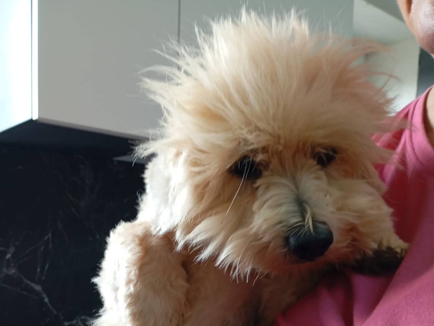 Adotta un cane, maschio, 4 anni e 5 mesi, Vibo