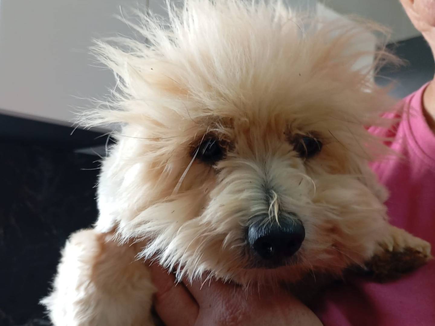 Adotta un cane, taglia media contenuta, maschio, Vibo